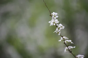 枝头白花图片