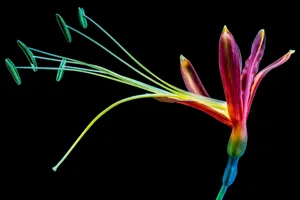 一朵花图片_1