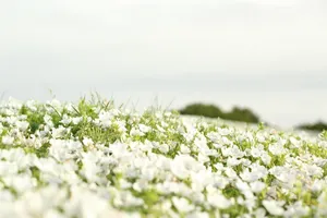 漫山遍野的白花图片