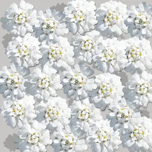 白色背景花朵图片第1张