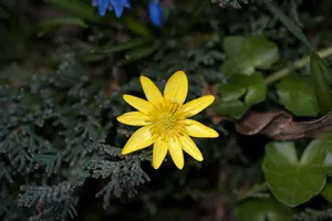 小朵黄花图片第1张
