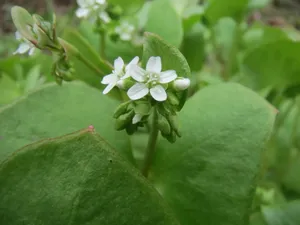 马齿苋开花图片第1张