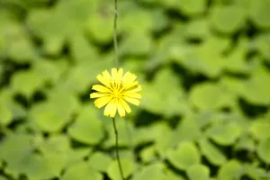 小黄花图片_1