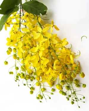 黄色决明子花束图片