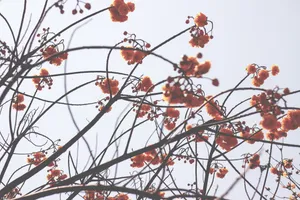 春天的花朵图片_1