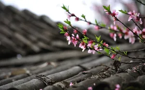 屋顶桃花图片第1张