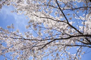 春日樱花树图片第1张
