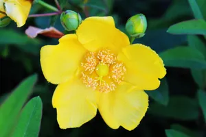 黄花图片