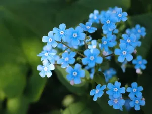 五瓣蓝色小花图片_1