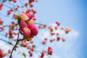 春天树开花图片第1张