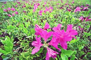 杜鹃花的图片