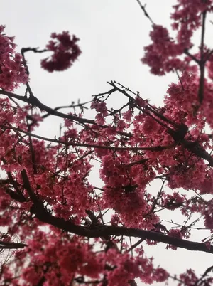 花树图片第1张