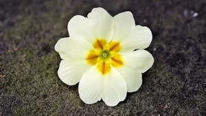 白色淡雅花朵图片_1