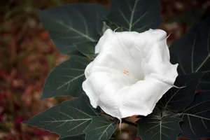 白色曼陀罗花图片_1
