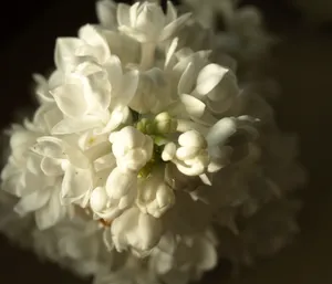 白色微距丁香花图片