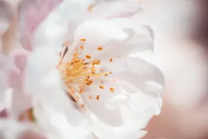 美丽的蔷薇花图片