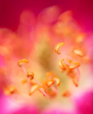 野玫瑰花蕊图片_1