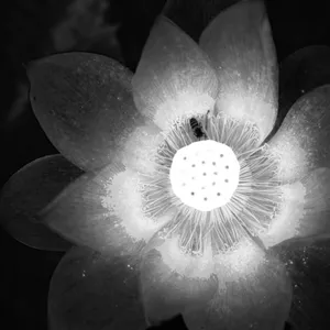鲜花黑白图片_1