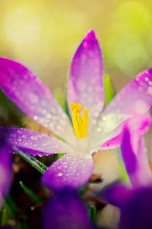 玫红色鲜花图片
