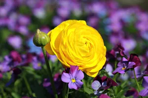 春天黄色鲜花图片_1