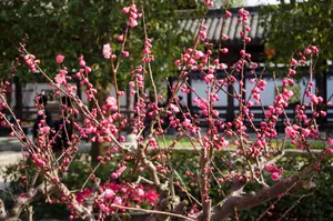 粉色鲜花唯美图片_1