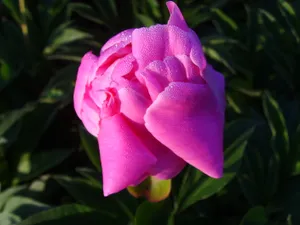 自然花朵高清图片