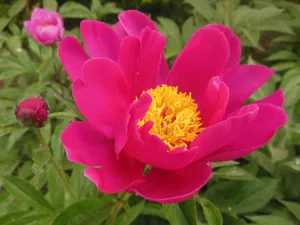 红色鲜花图片下载_1