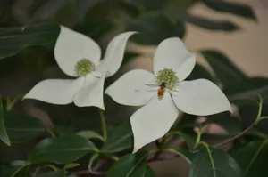 四照花盛开图片第1张