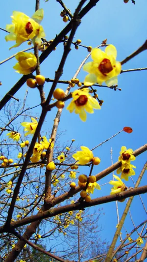 黄色花朵高清图片_1