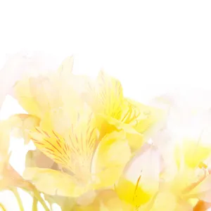 黄色鲜花图片素材_1