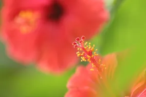 植物花蕾特写图片下载第1张