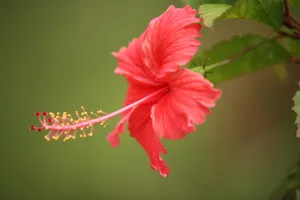 高清红色鲜花下载第1张