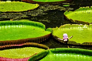 池塘睡莲叶图片_1