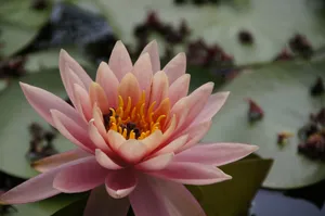 粉色睡莲花朵绽放图片