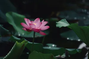 一朵盛开的莲花图片_1
