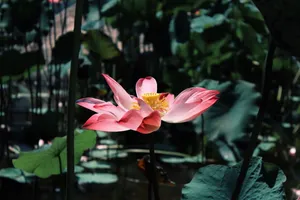荷花池塘风景图片_1
