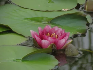 睡莲花朵盛开图片_1