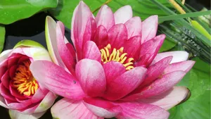 粉红色莲花特写图片_1