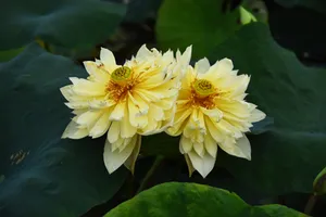 黄色莲花绽放图片第1张