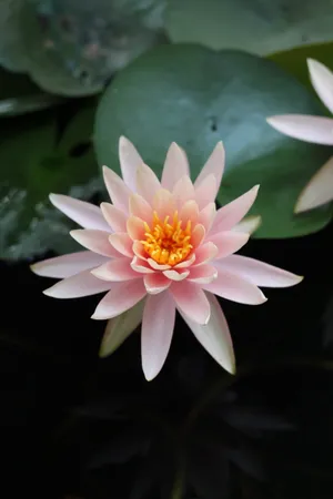 水中荷花高清图片