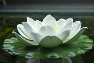 白色荷花开花图片_1