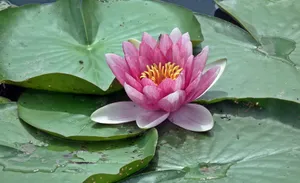 绽放睡莲花图片