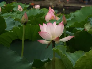池塘荷花摄影图片_1