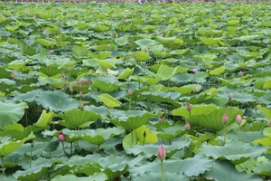 夏日池塘荷花风景图片_1