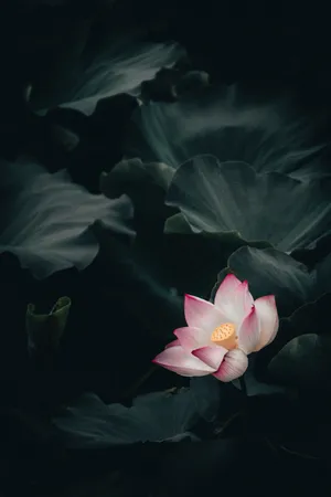 荷花唯美意境古风高清图片