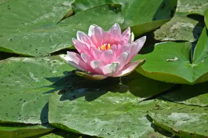 池塘粉色睡莲花朵图片_1