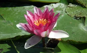池塘睡莲花朵特写图片