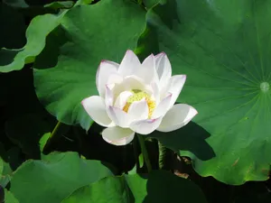 池塘白色莲花图片_1