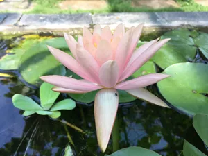 池塘小清新荷花图片_1