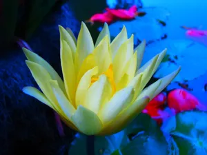 莲花唯美图片素材